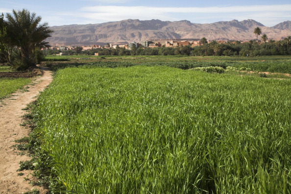 L’agriculture, levier du développement au Maroc
